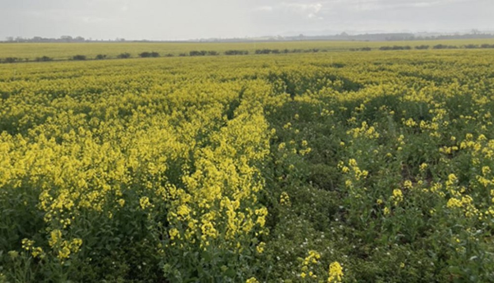 Vigour in a clubroot-resistant oilseed rape variety (left) and a susceptible variety (right)